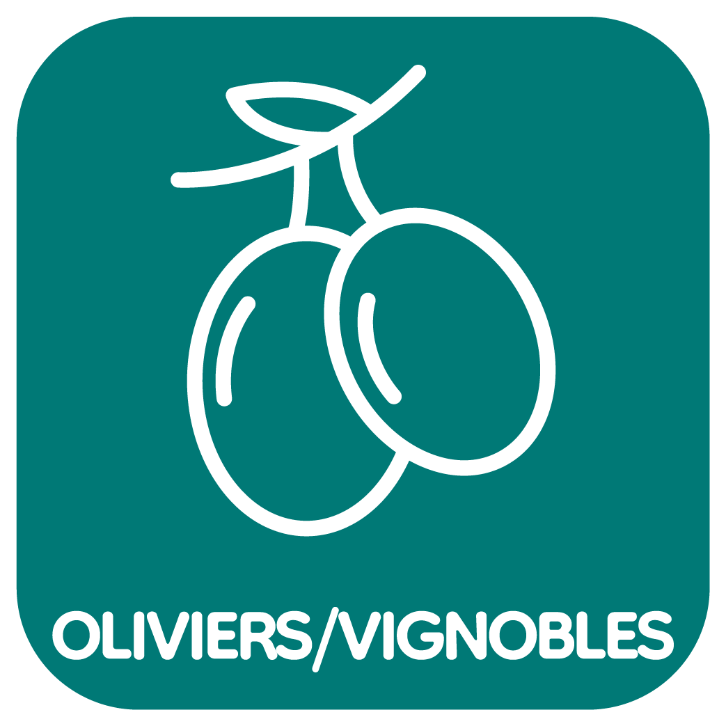 Oliviers/Vignobles