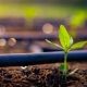 Green,Seedlings,Growing,In,The,Drip,System.