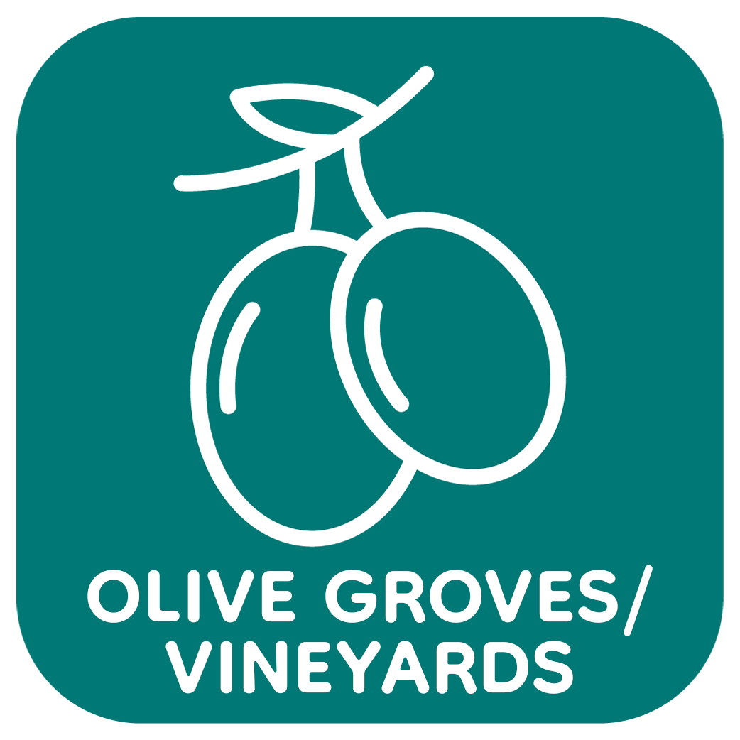 Olive groves/Vineyards